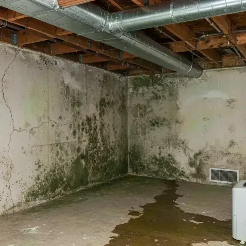 Professional Mold Removal in Nelsonville, OH